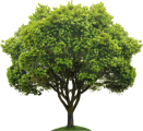 YOUR TREES ARE PLANTED image