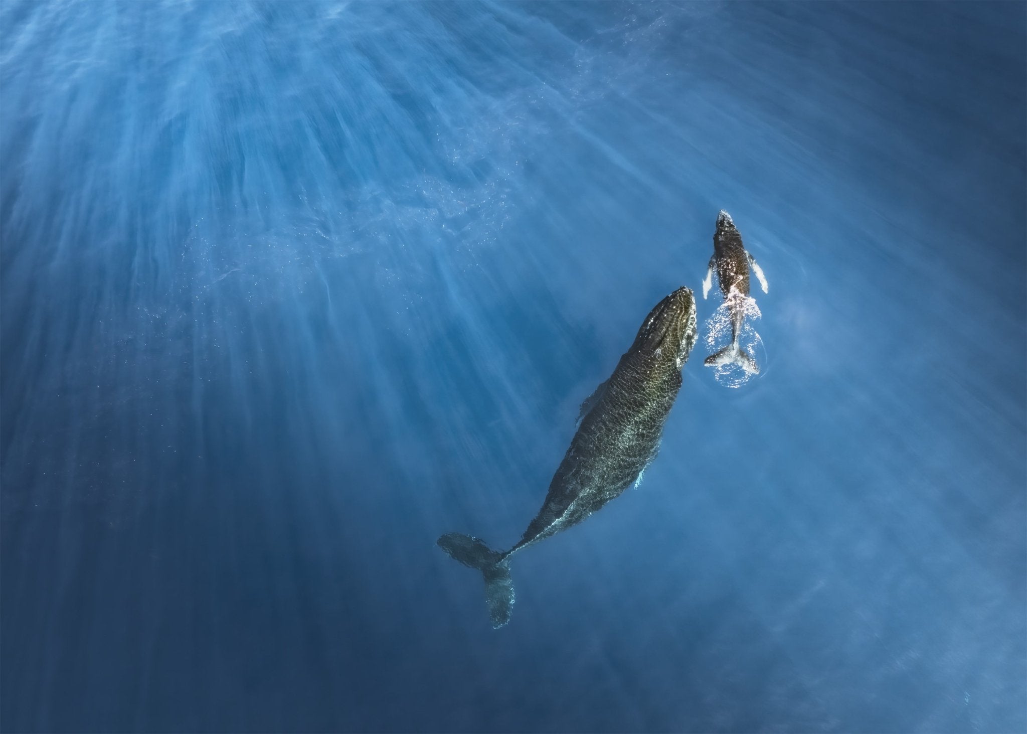 Majestic Whales featured opacity image