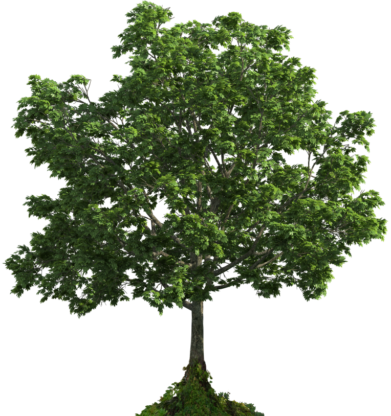 tree image