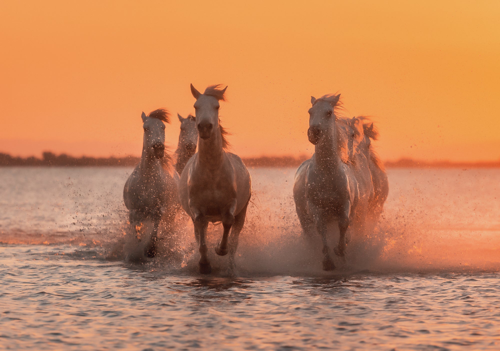 Sea Horses featured opacity image