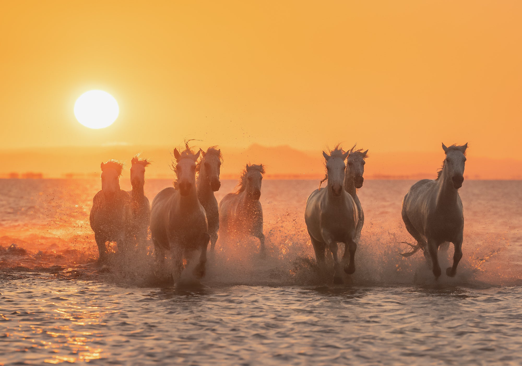 Light Horses featured opacity image