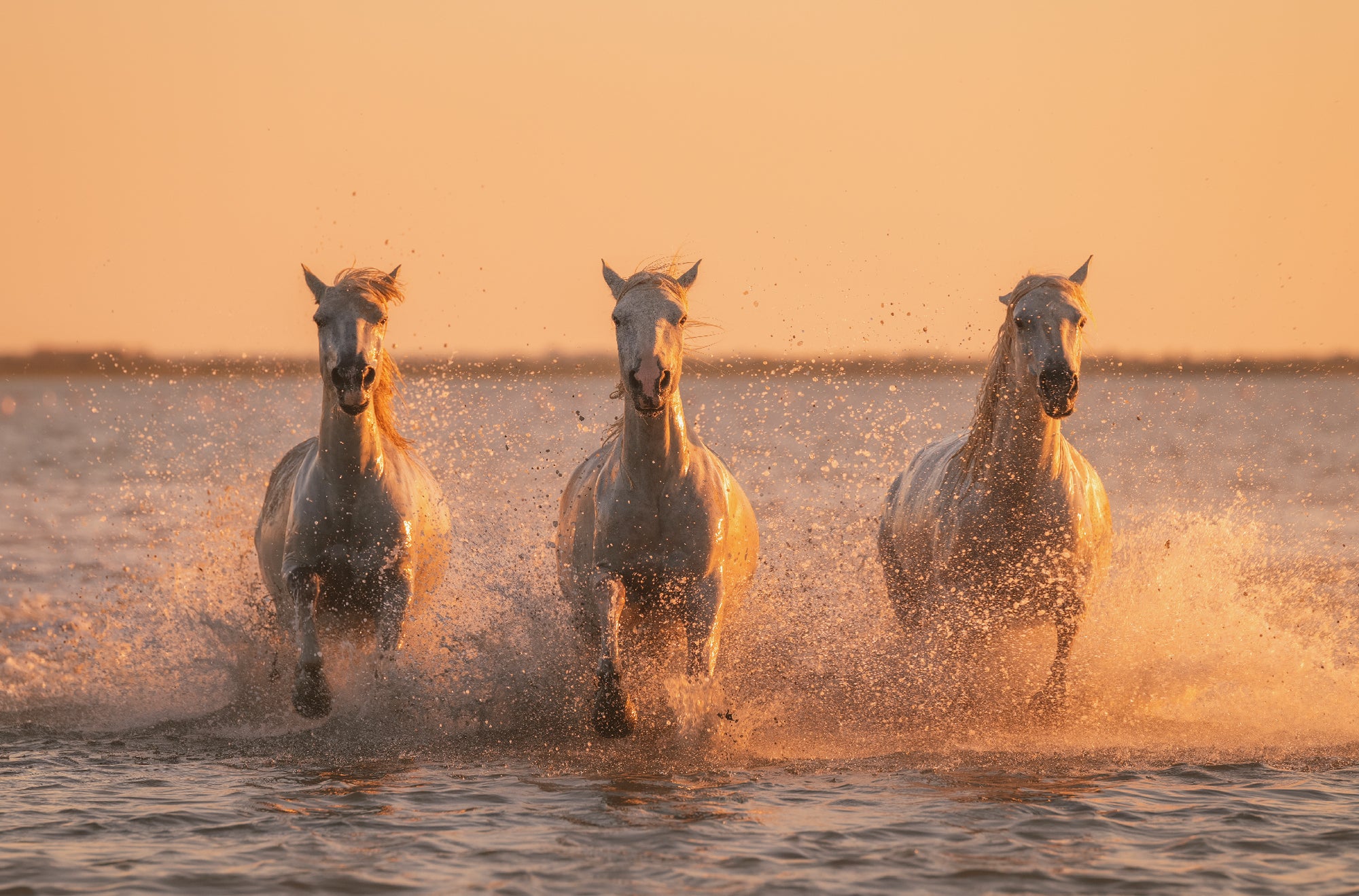Stallions in the Surf featured opacity image