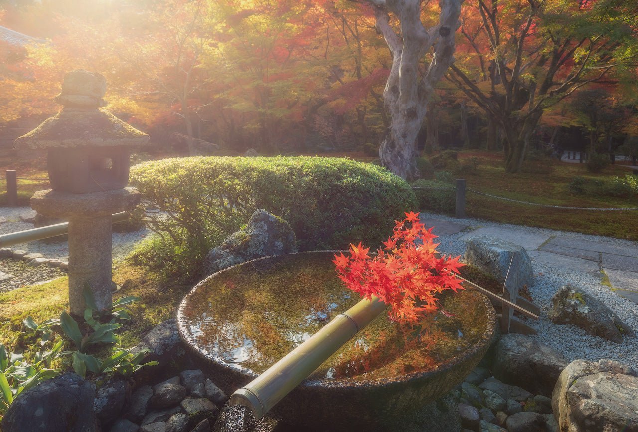 Floral Offering featured opacity image