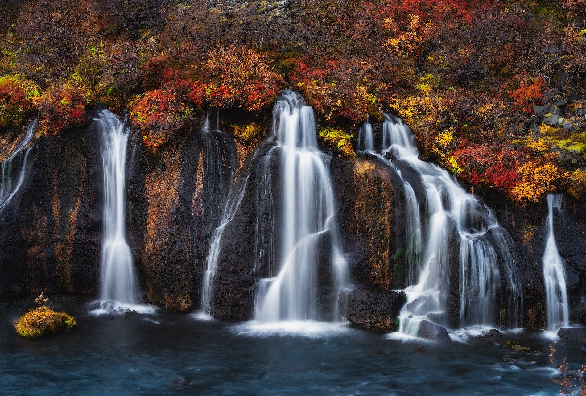 Flow through the Foilage featured opacity image