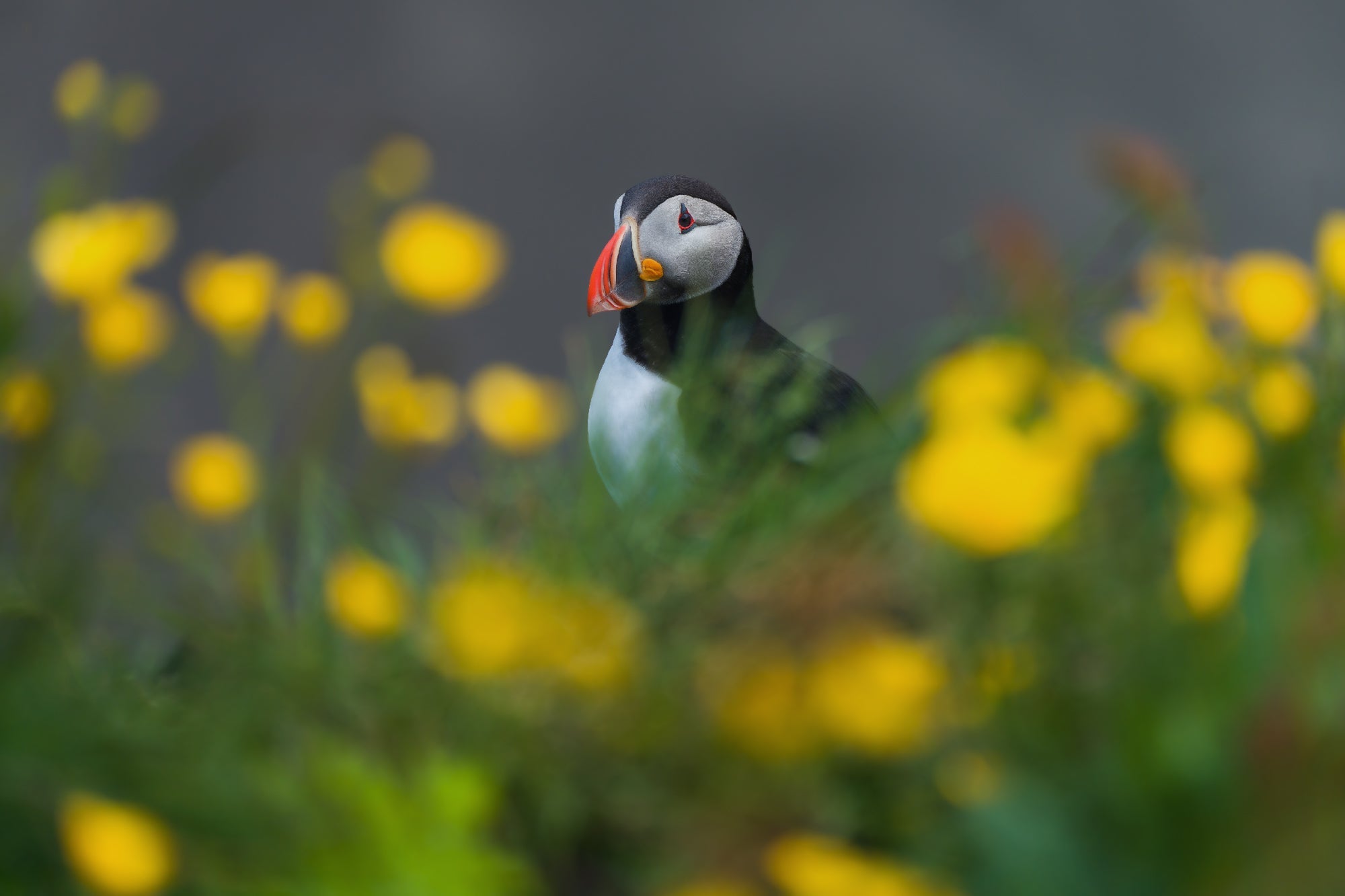 Framed by Flowers featured opacity image