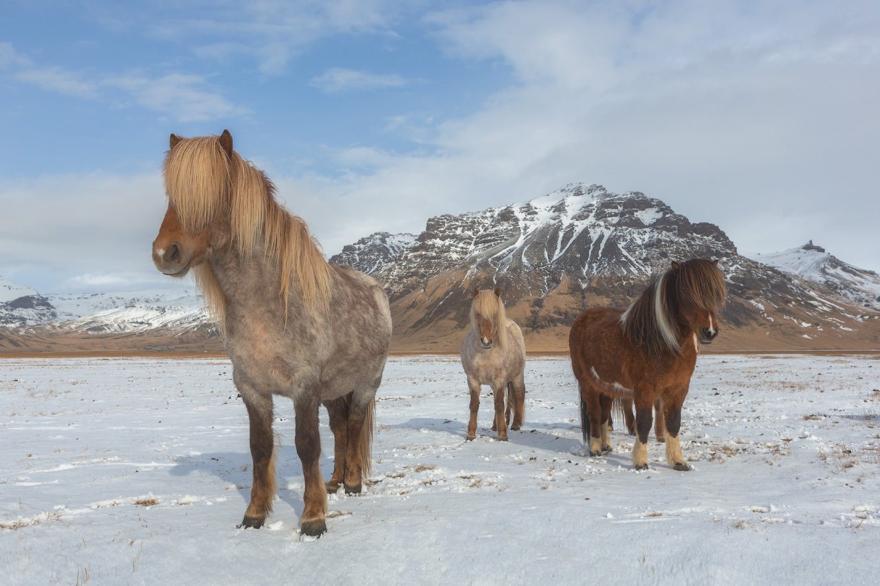 Guardians of the Icelanders featured opacity image