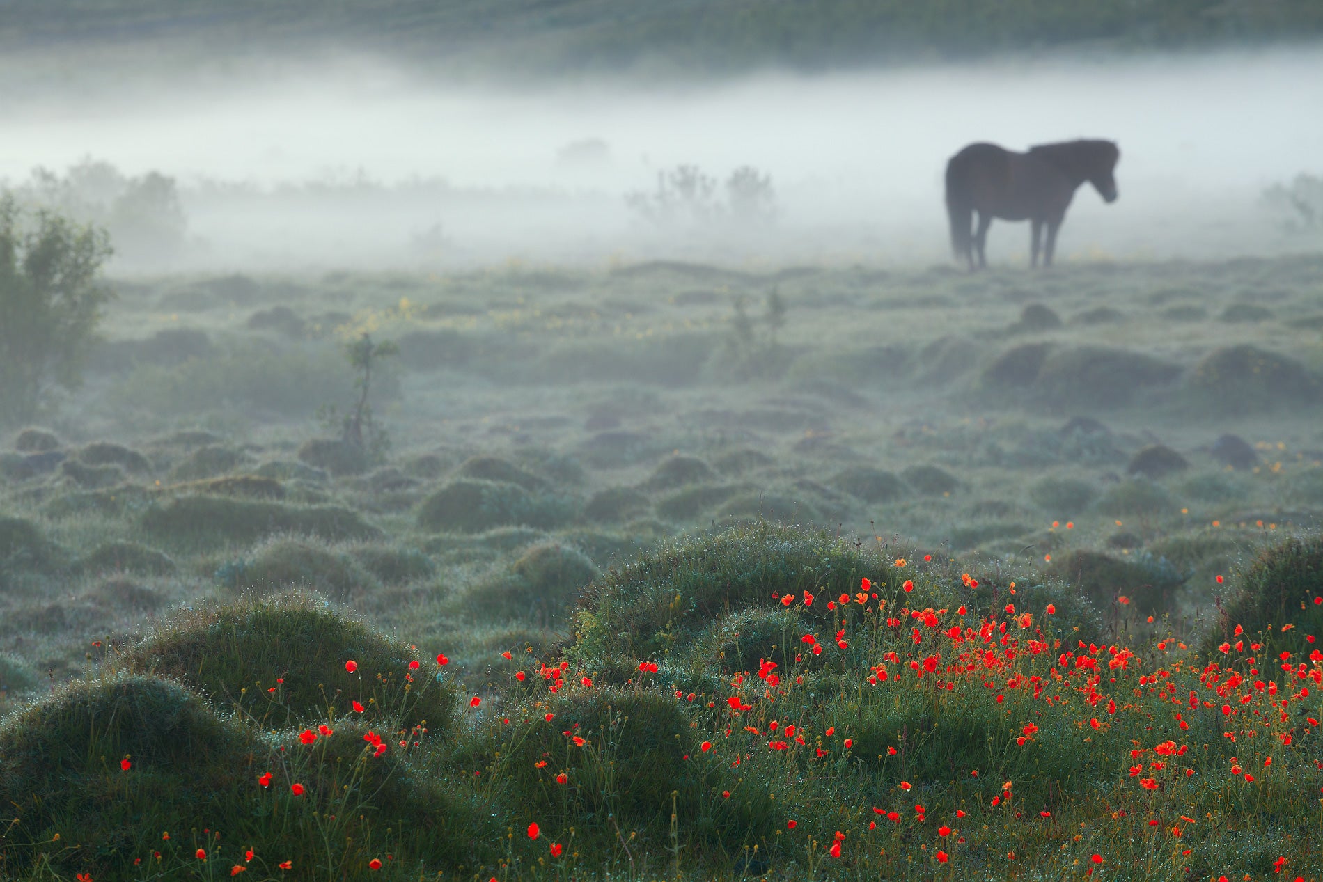 Steed in the Mist featured opacity image