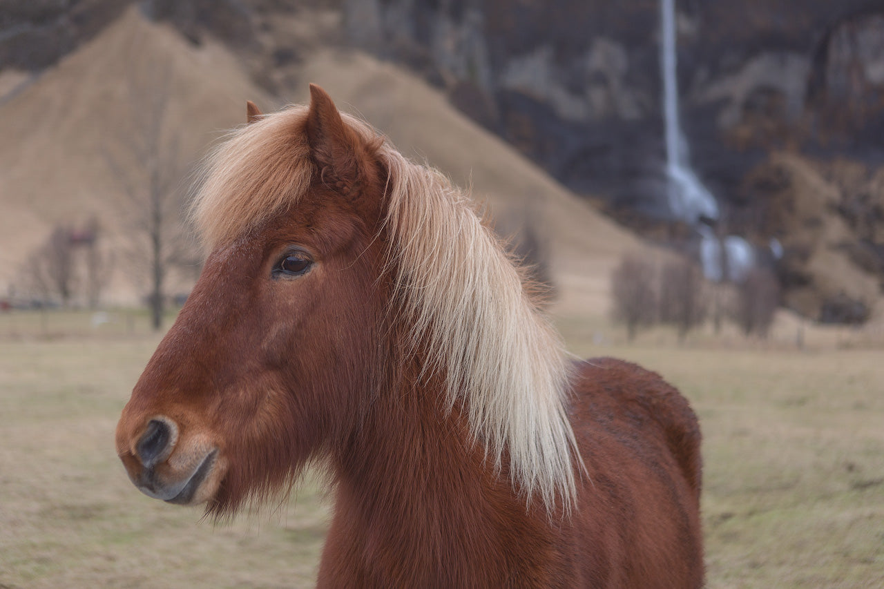 Portrait of an Icelandic Horse featured opacity image