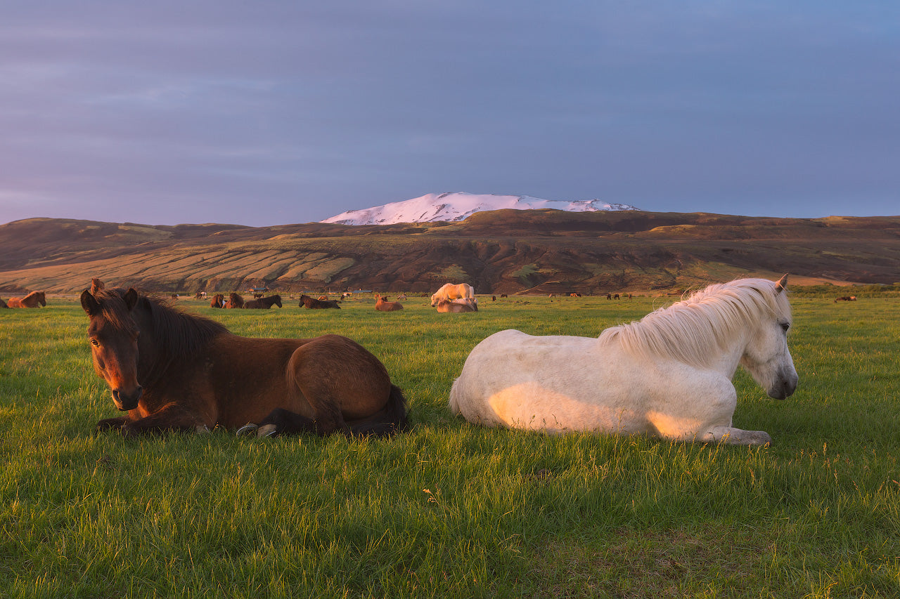 Icelandic Horses Under a Snowcapped Peak featured opacity image