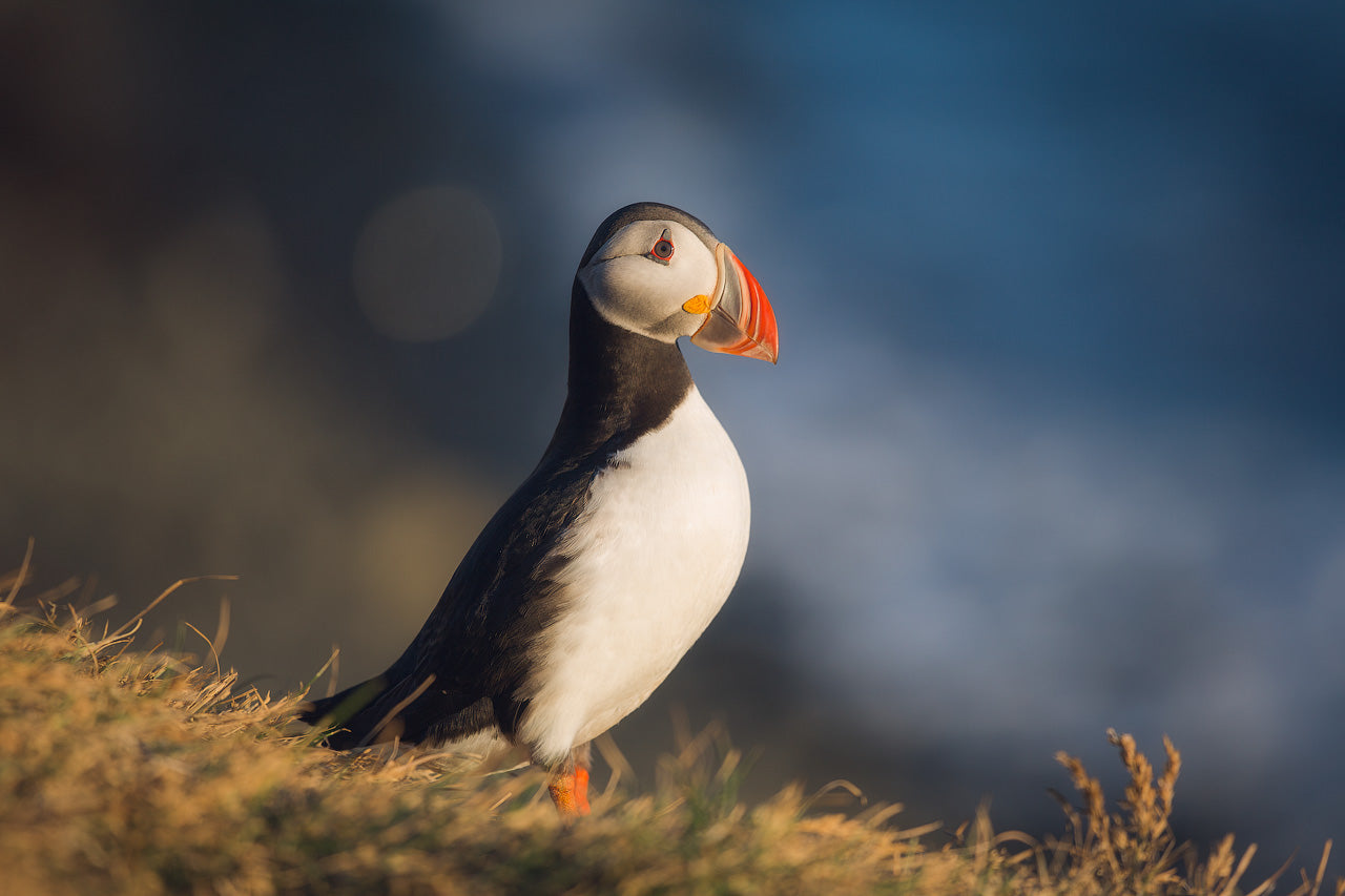 Puffin's Pride featured opacity image