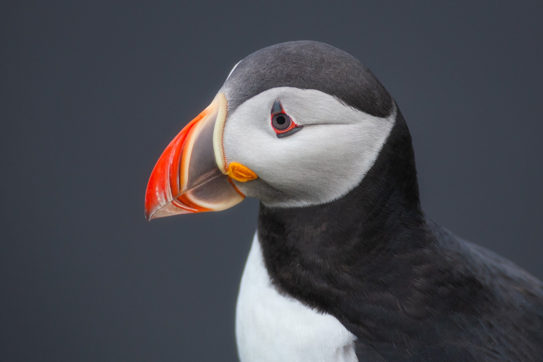 Profile of a Puffin featured opacity image