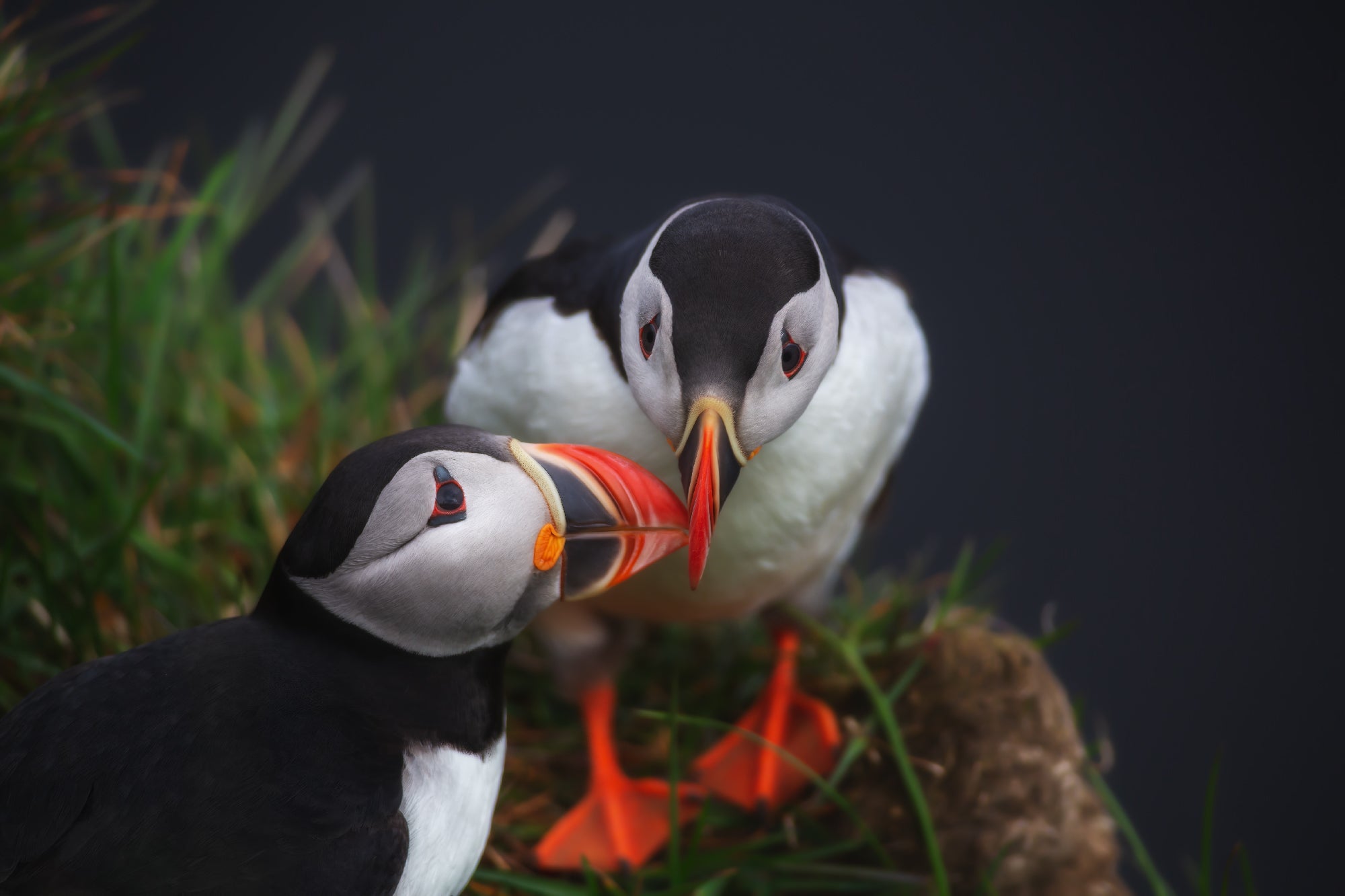 Puffin Love featured opacity image