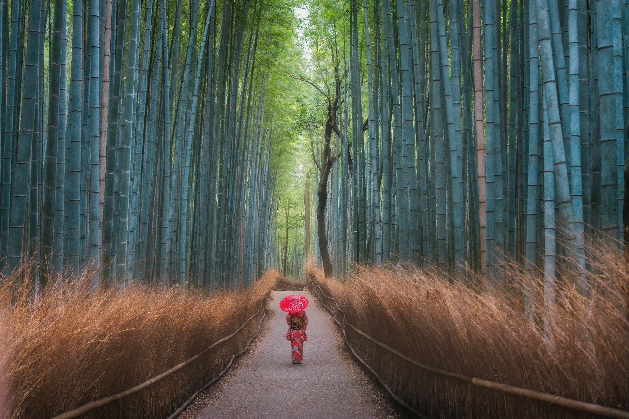 Wanderer in the Bamboo Woods featured opacity image