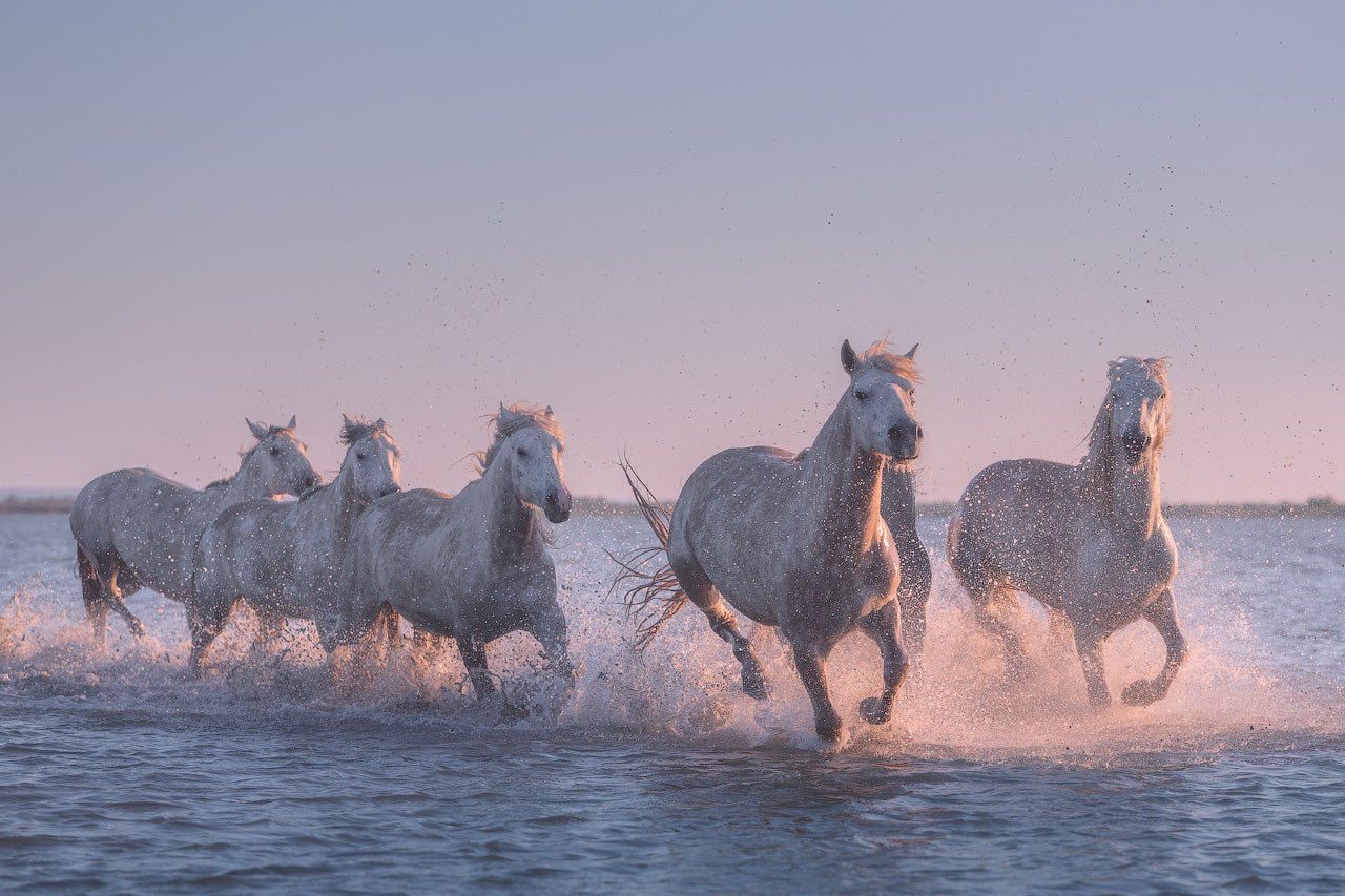 March of the Palominos featured opacity image