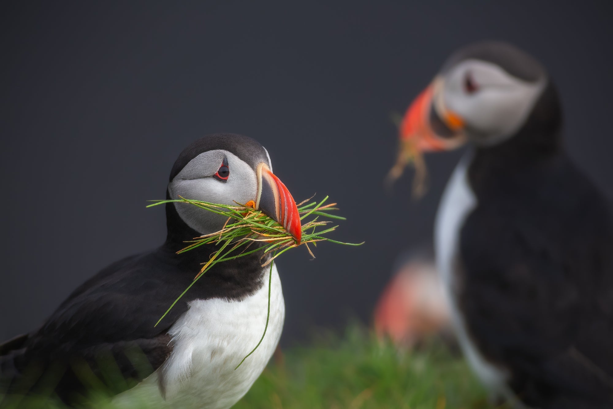 Nesting featured opacity image