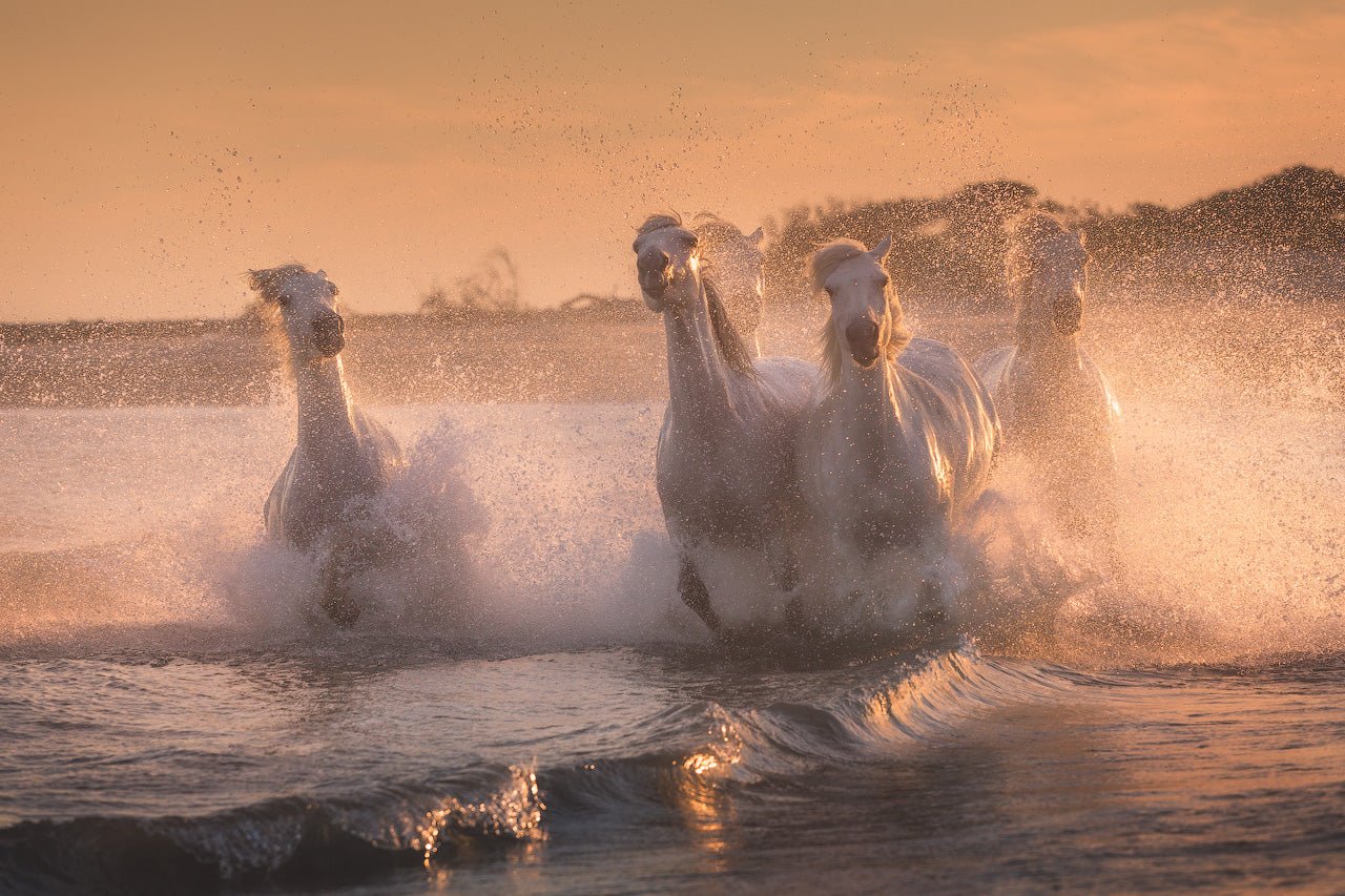 Palomino Prance featured opacity image