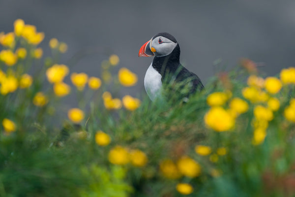 Puffin's Peace image