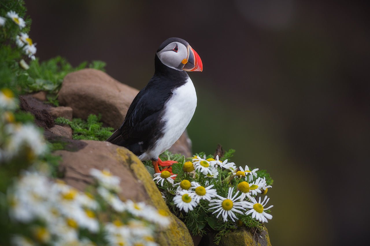 The Daisy Lookout featured opacity image