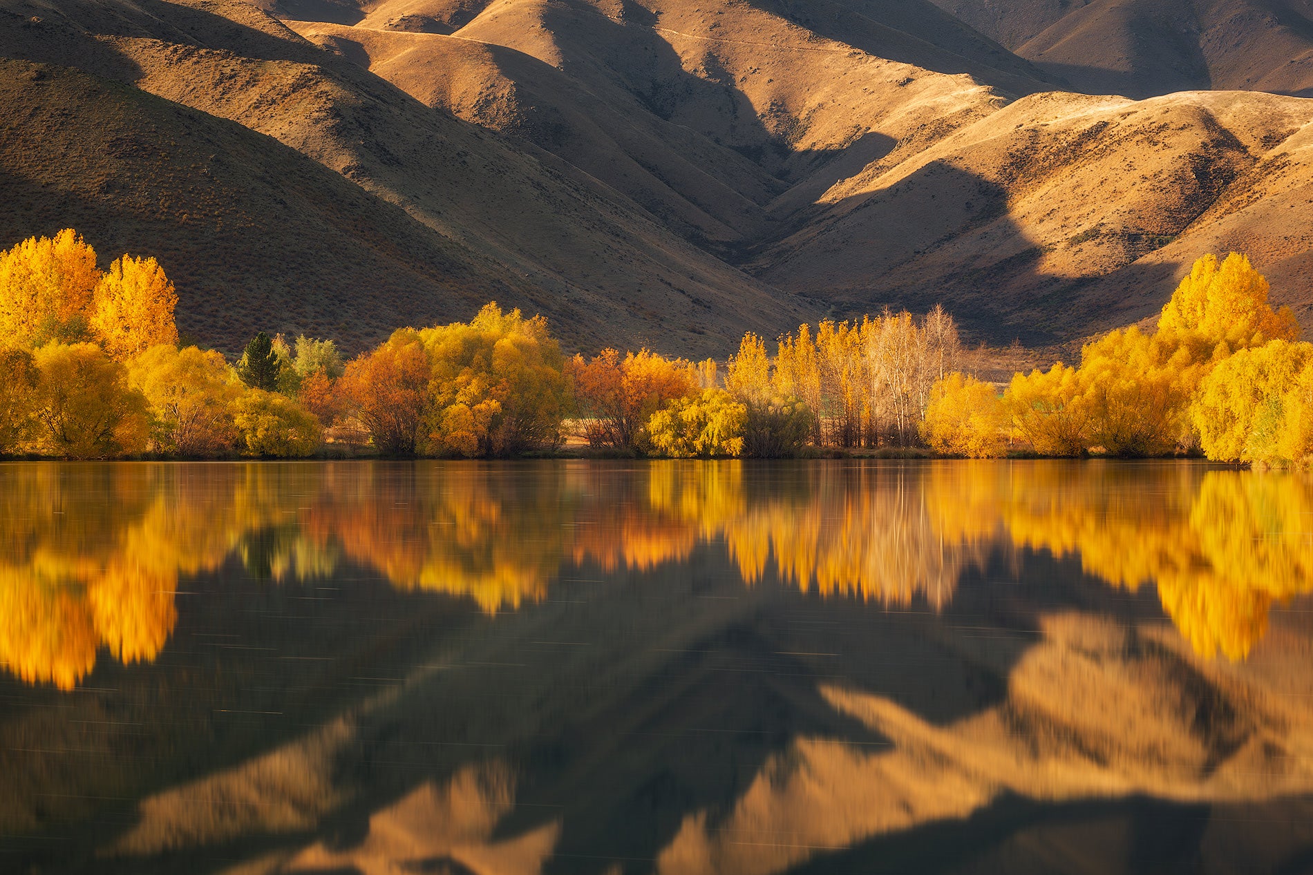 Golden Reflections featured opacity image