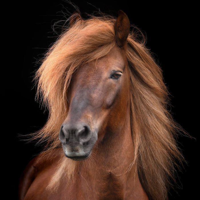 Wildlife Photography in Iceland: Icelandic Horses, Puffins & Fine Art Prints image