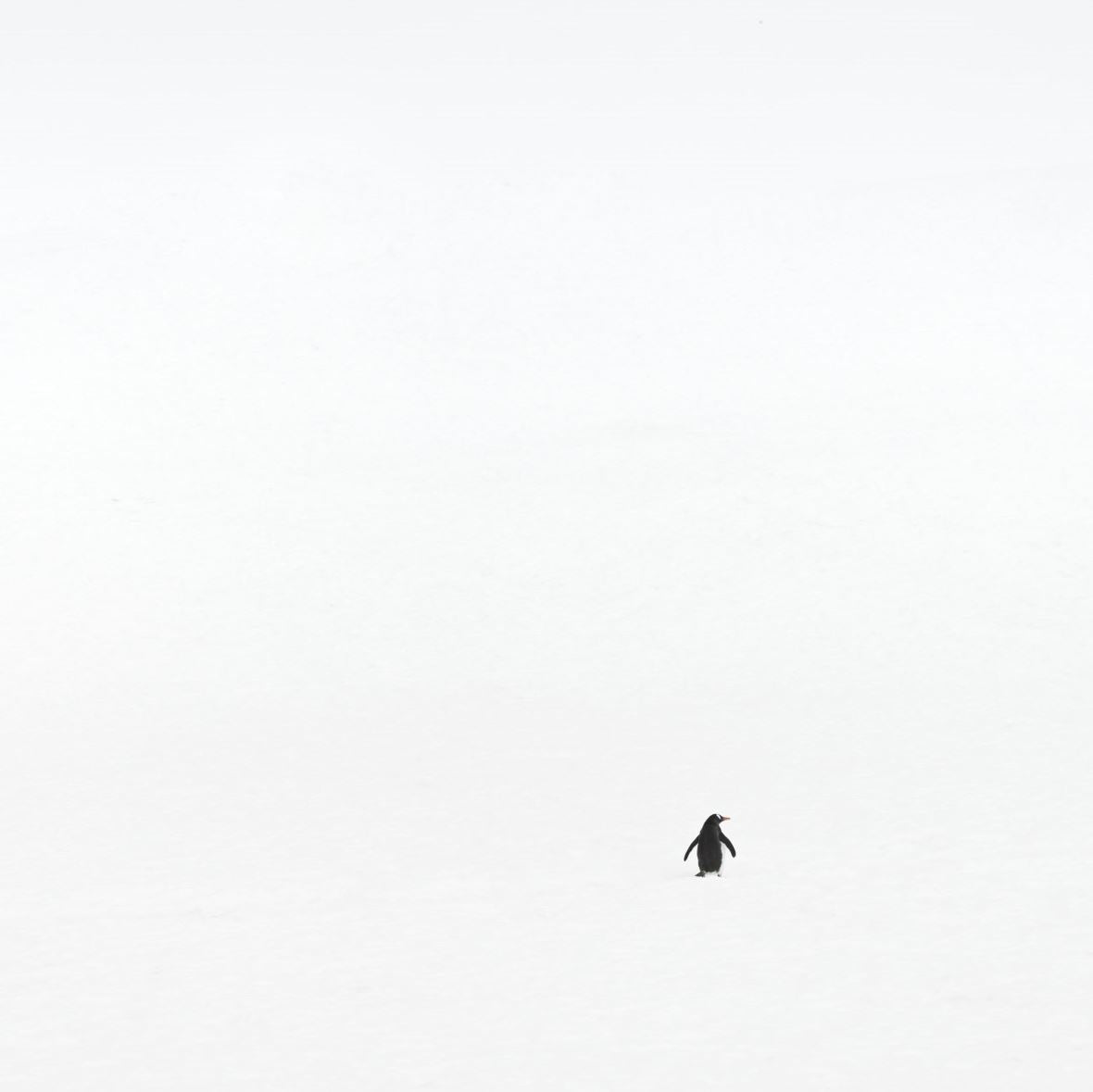 Lost in Antarctica featured opacity image