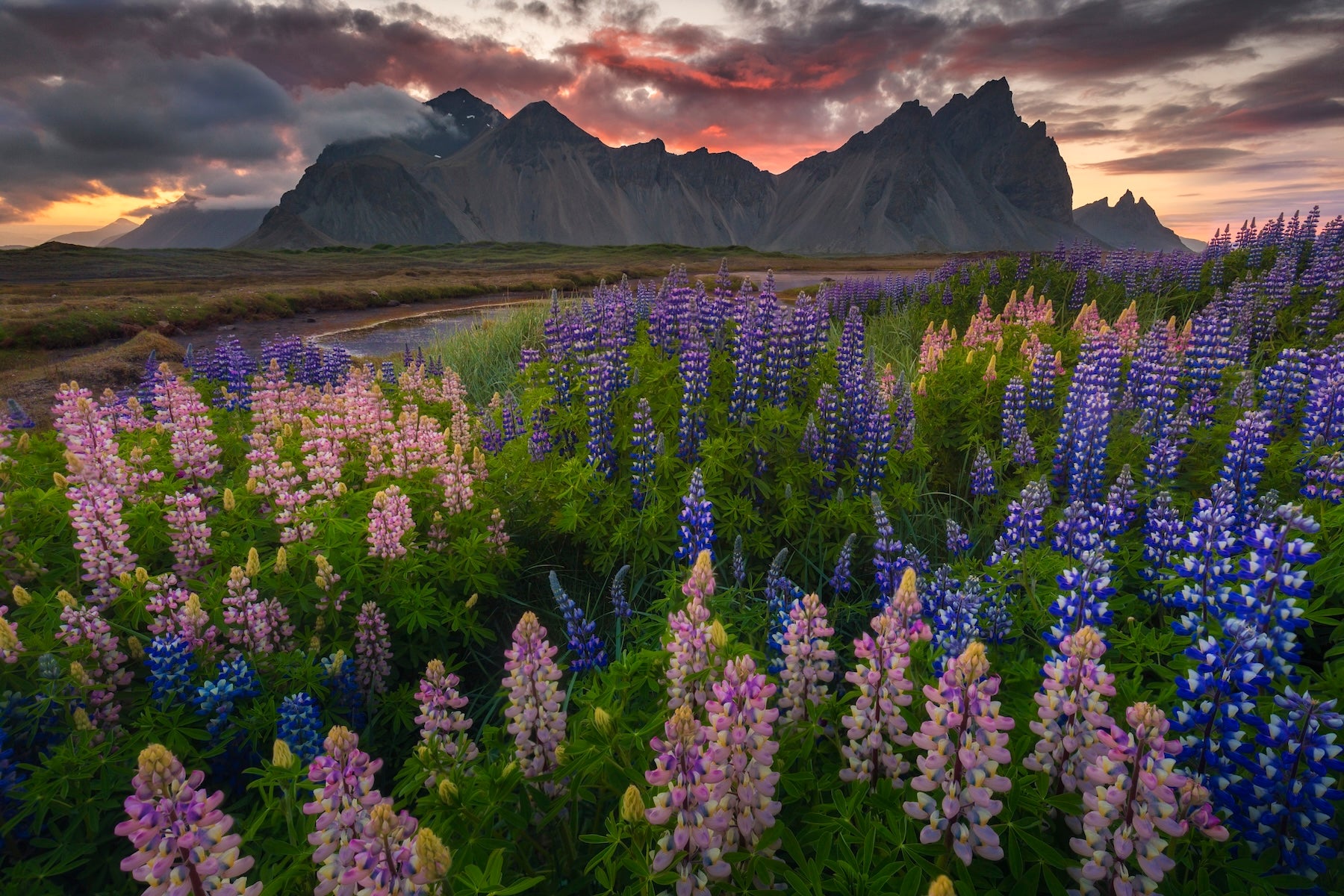 Mountain Bloom featured opacity image