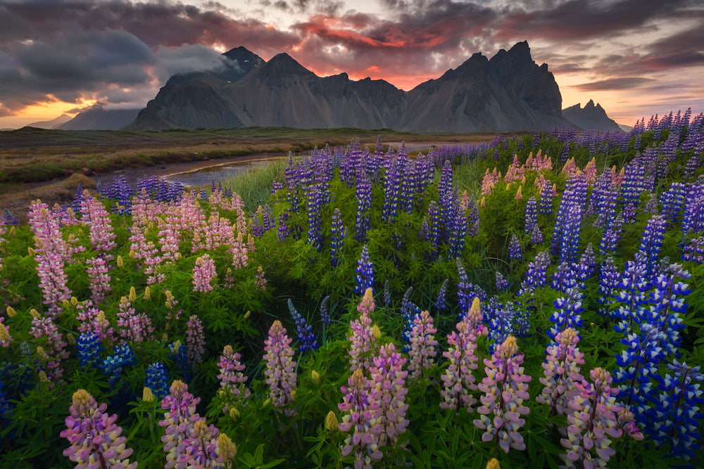 Mountain Bloom image