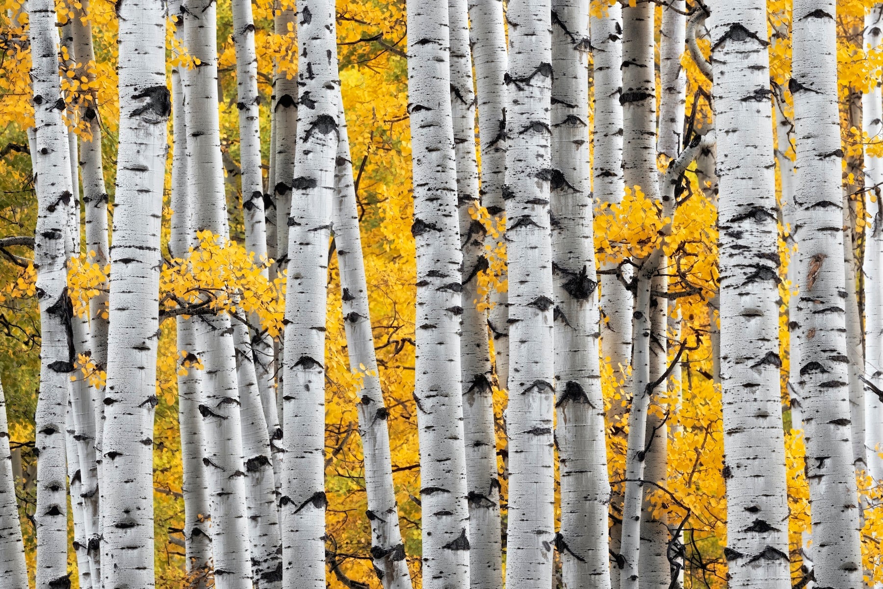 Aspen Soldiers featured opacity image
