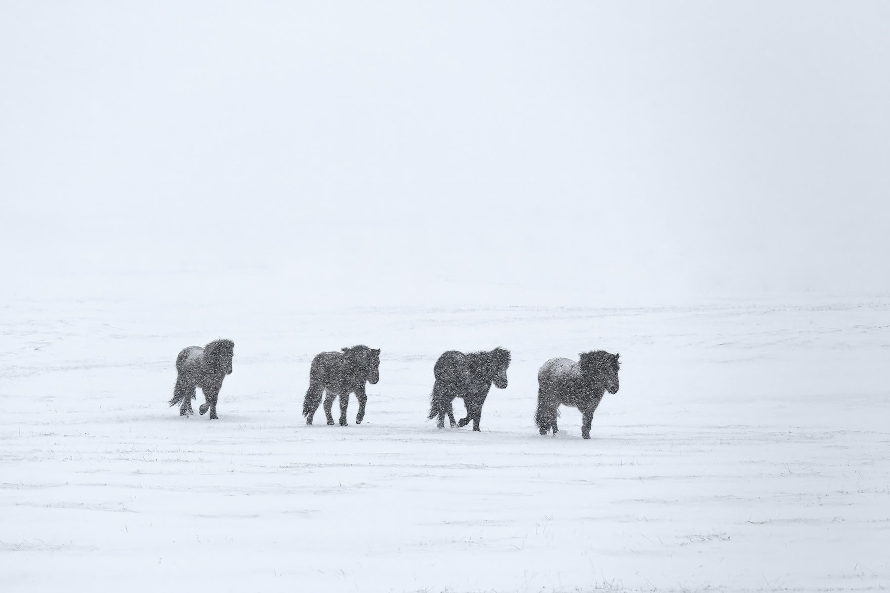 Frosted Journey featured opacity image