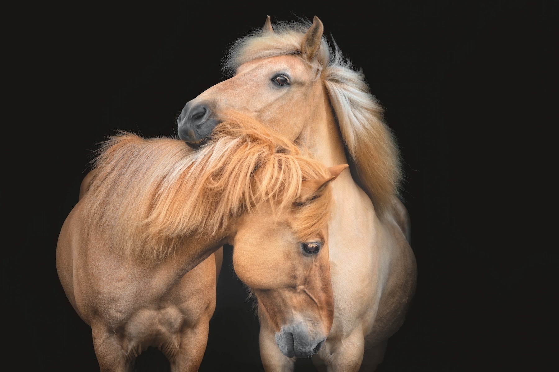 Golden Bonds featured opacity image