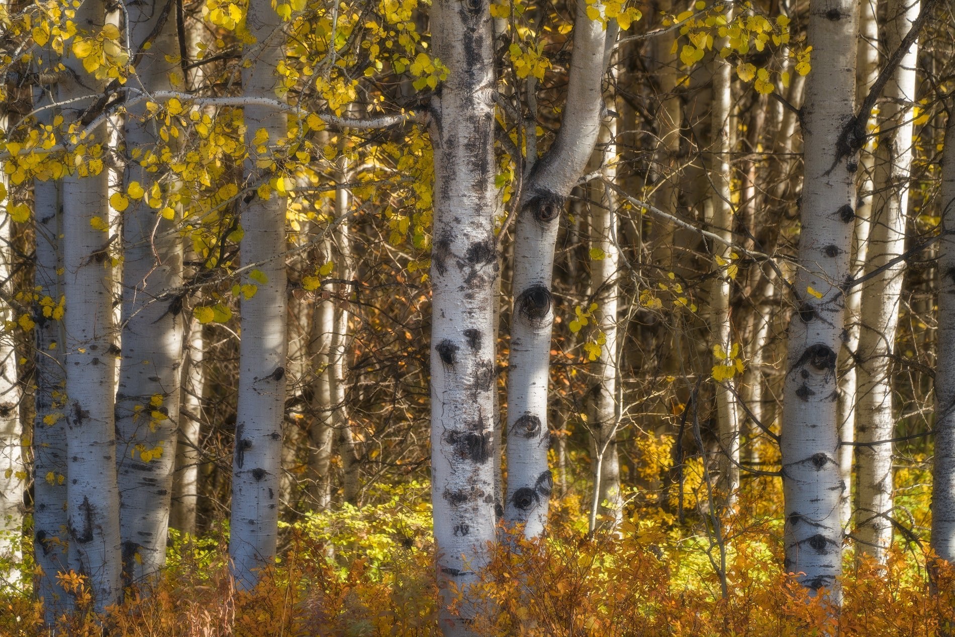 Eyes of the Wood featured opacity image