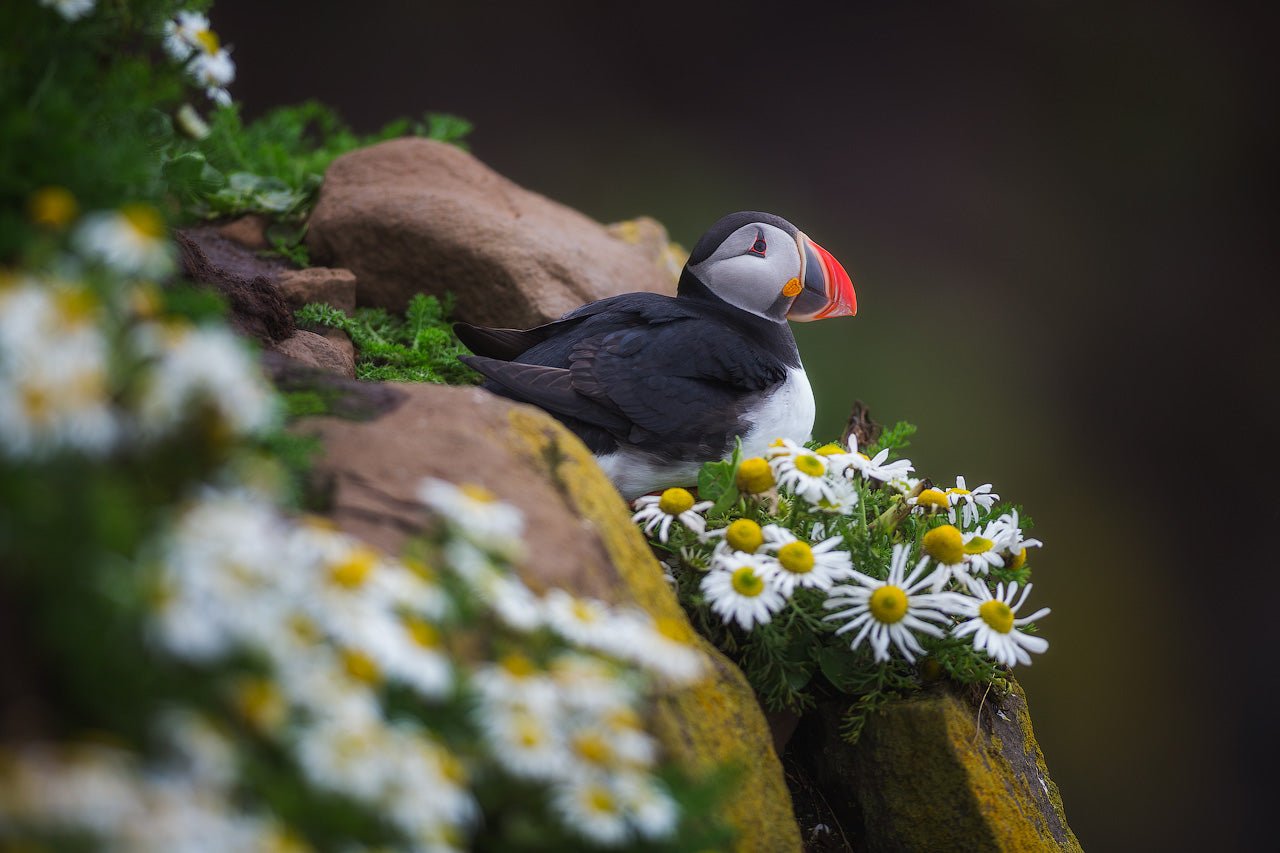 Flowerbed Rest featured opacity image