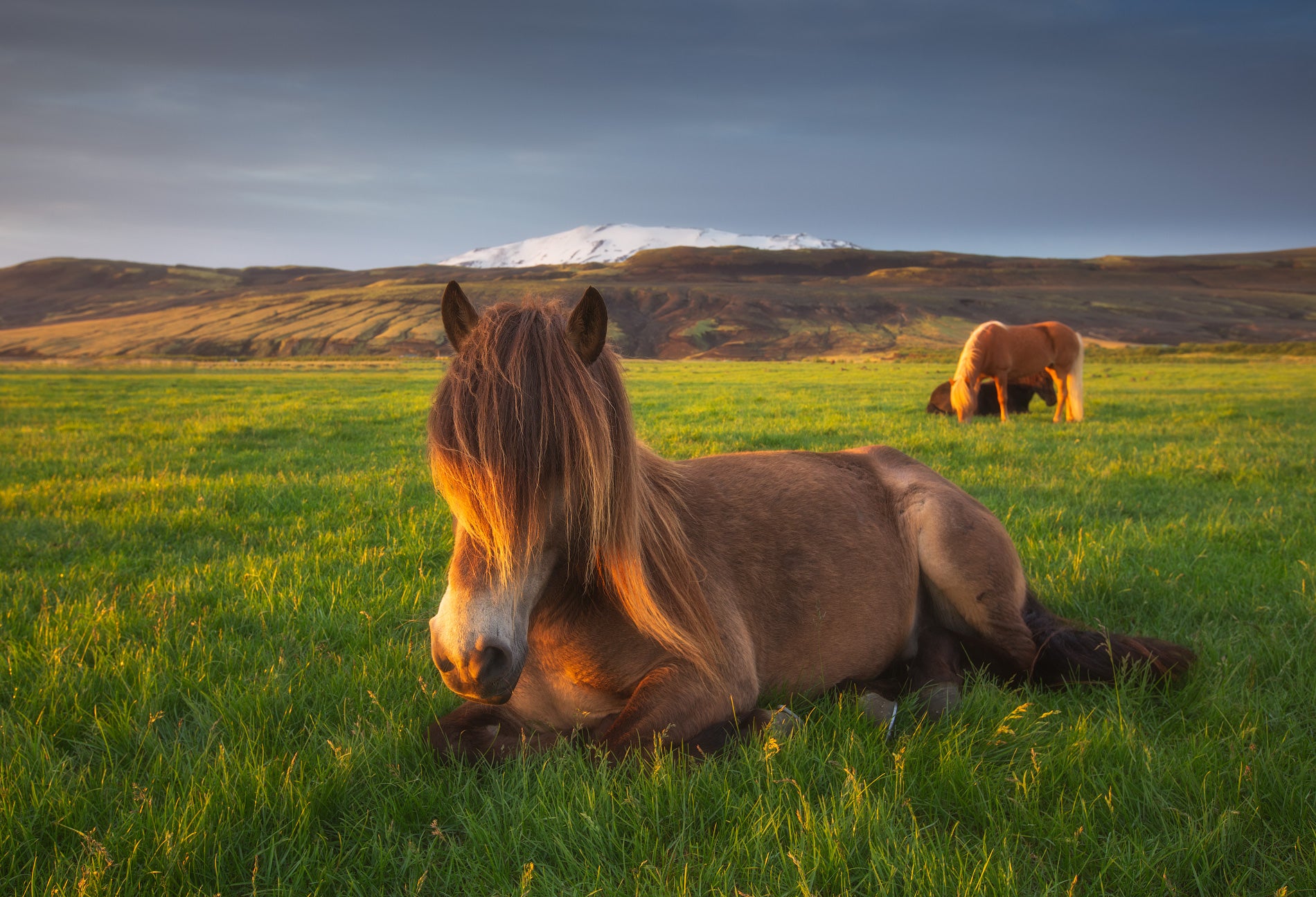 The Horse of Hekla m image