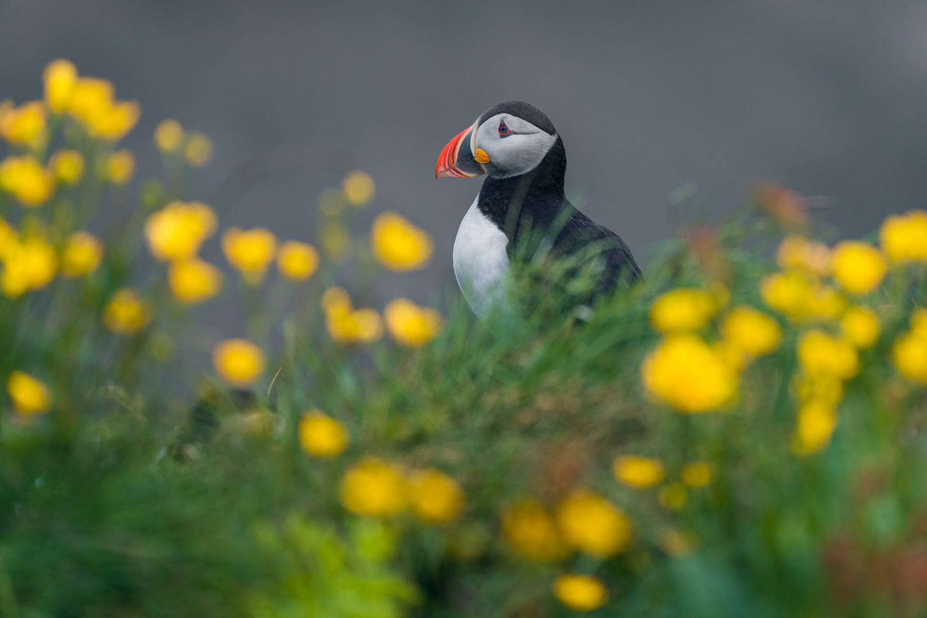 Puffin's Peace featured opacity image