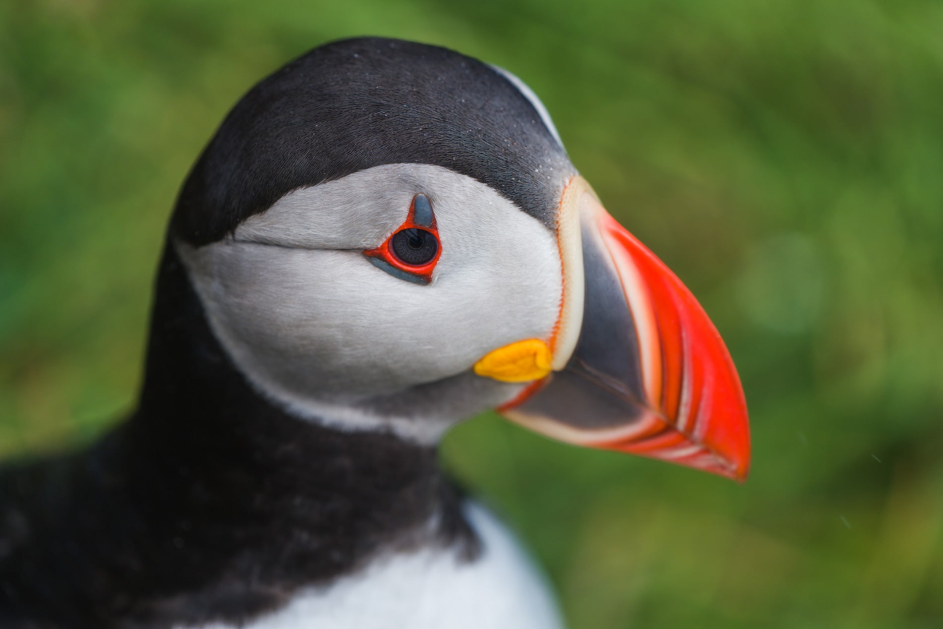 Puffin's Pout featured opacity image