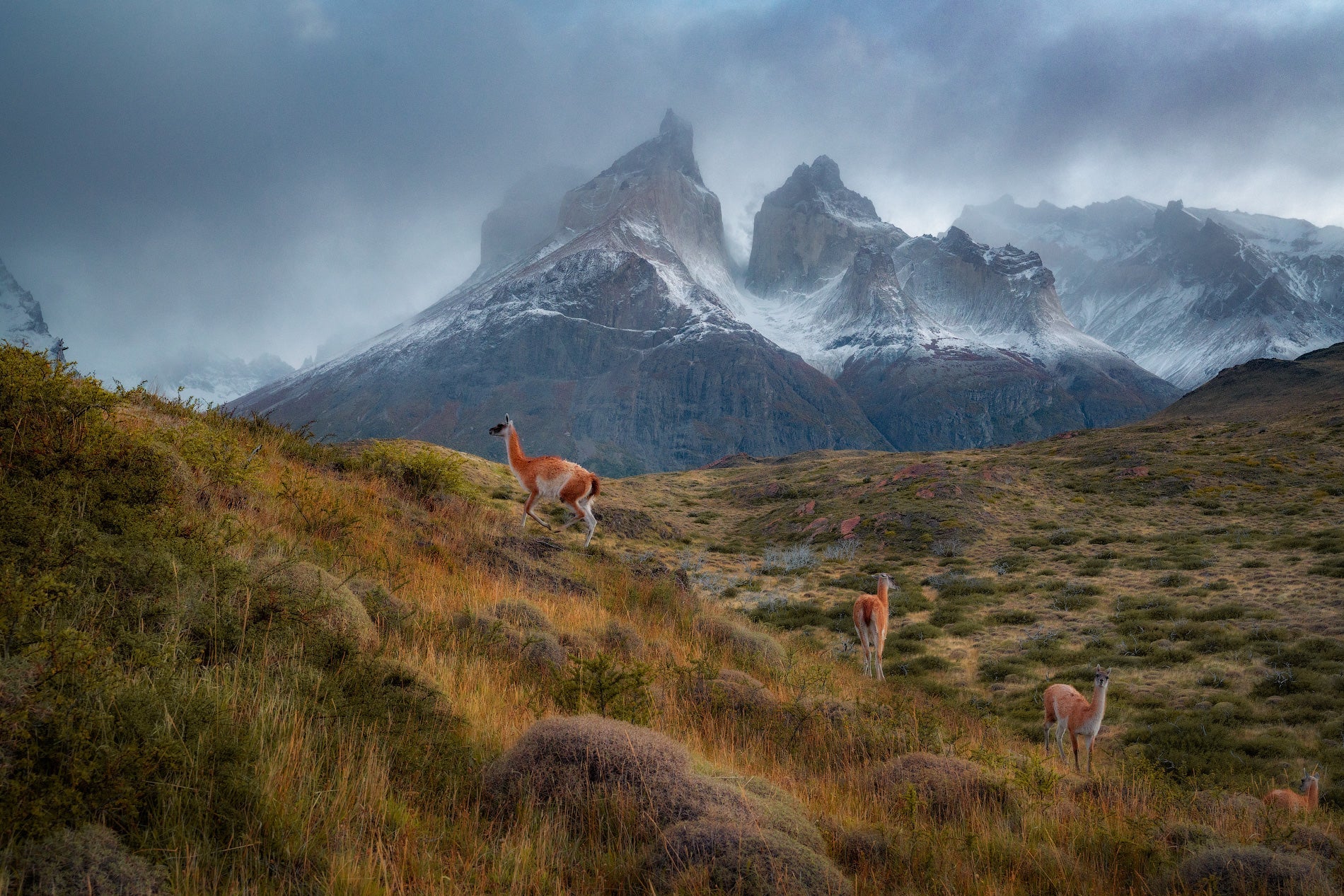 Land of the Llamas featured opacity image