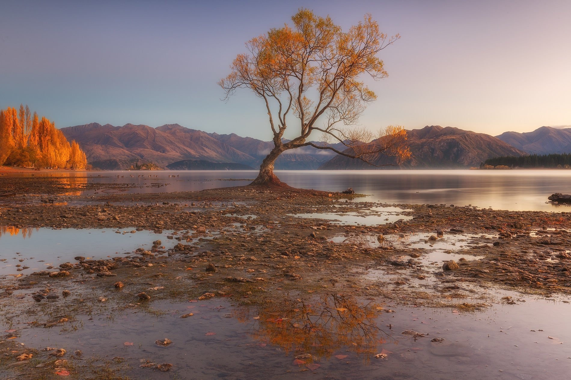 Lone Tree Lake featured opacity image