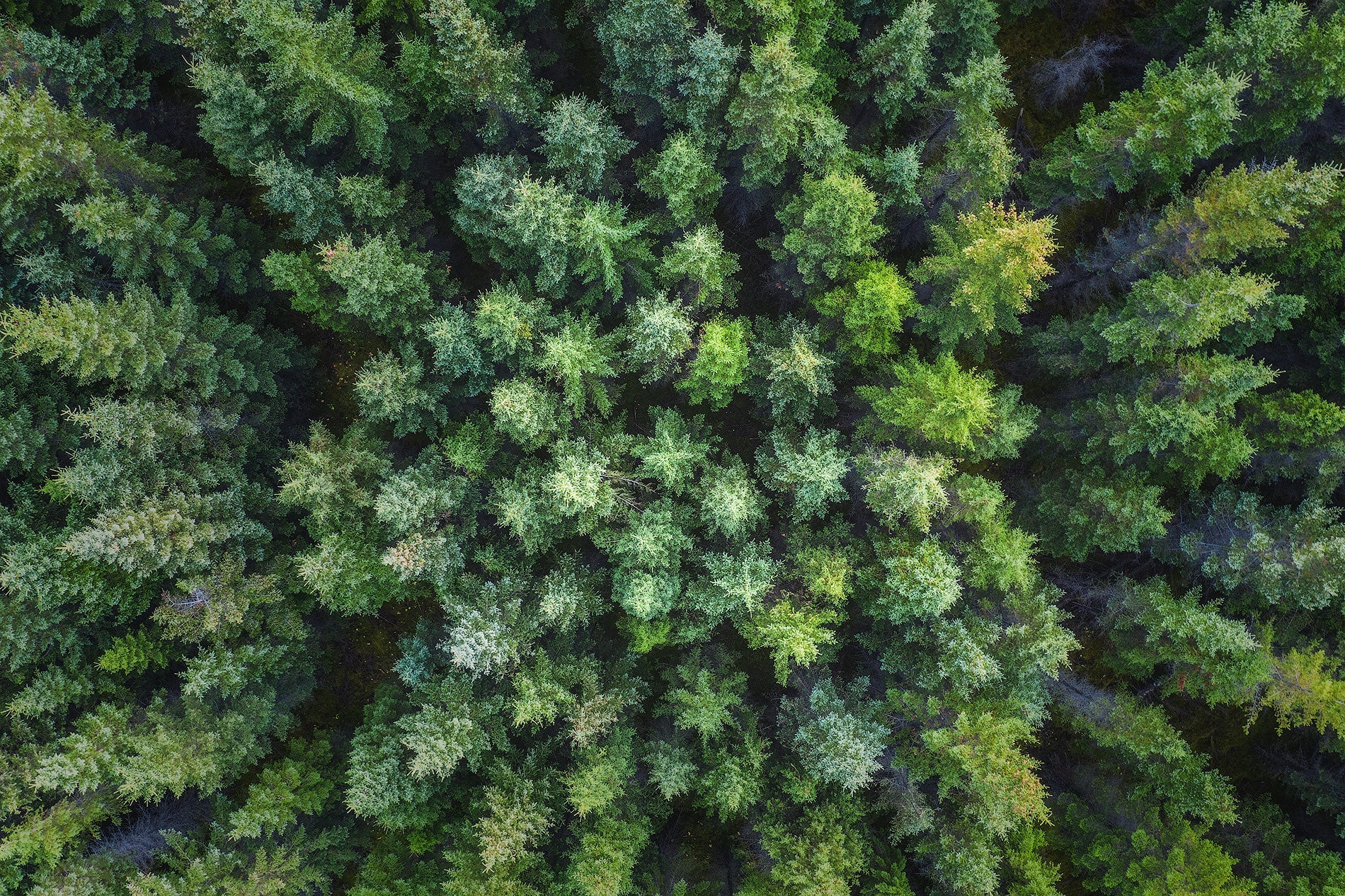 Pine Blossom featured opacity image