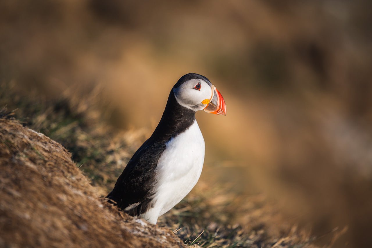 Poised for Takeoff featured opacity image