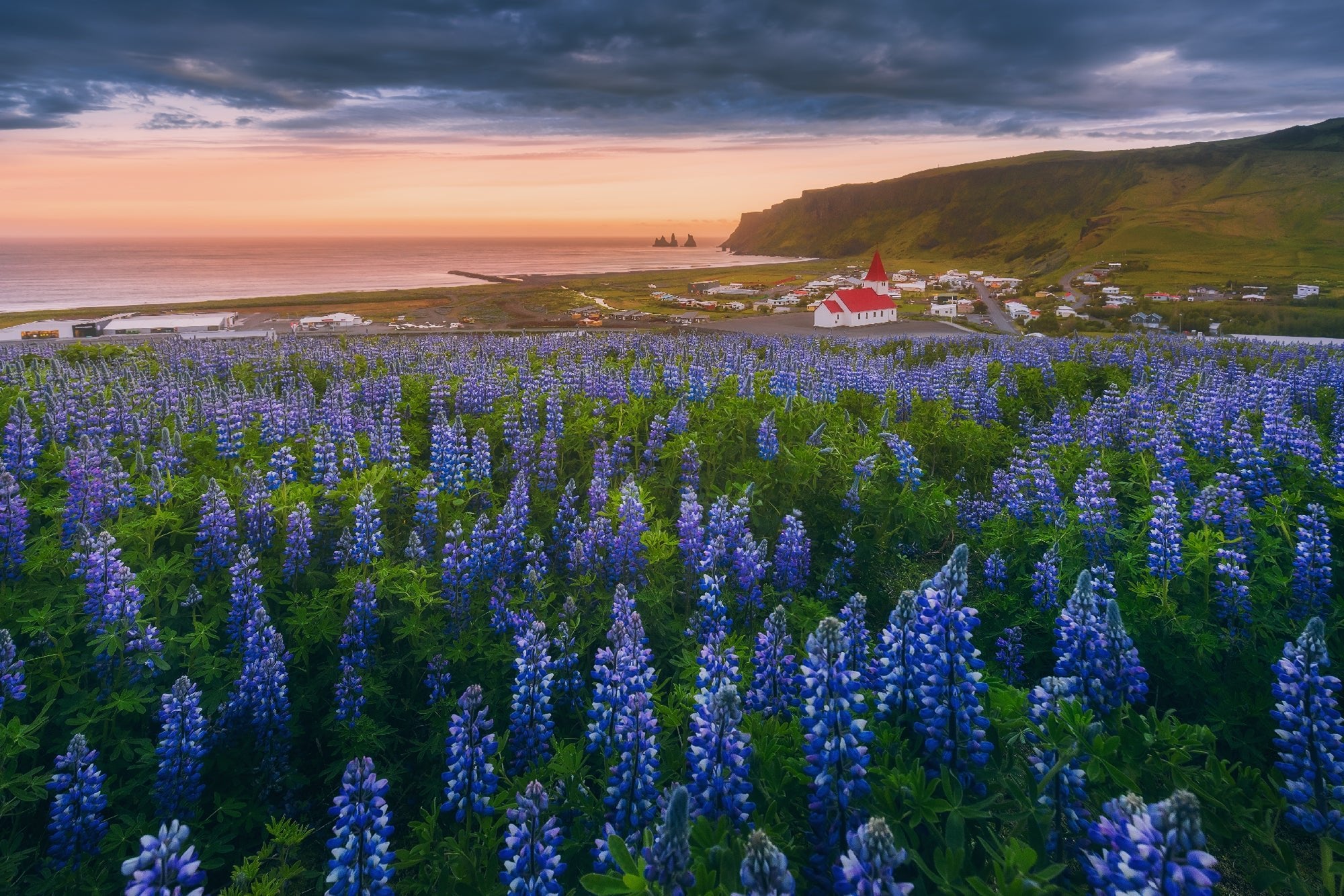 Purple Blossom featured opacity image