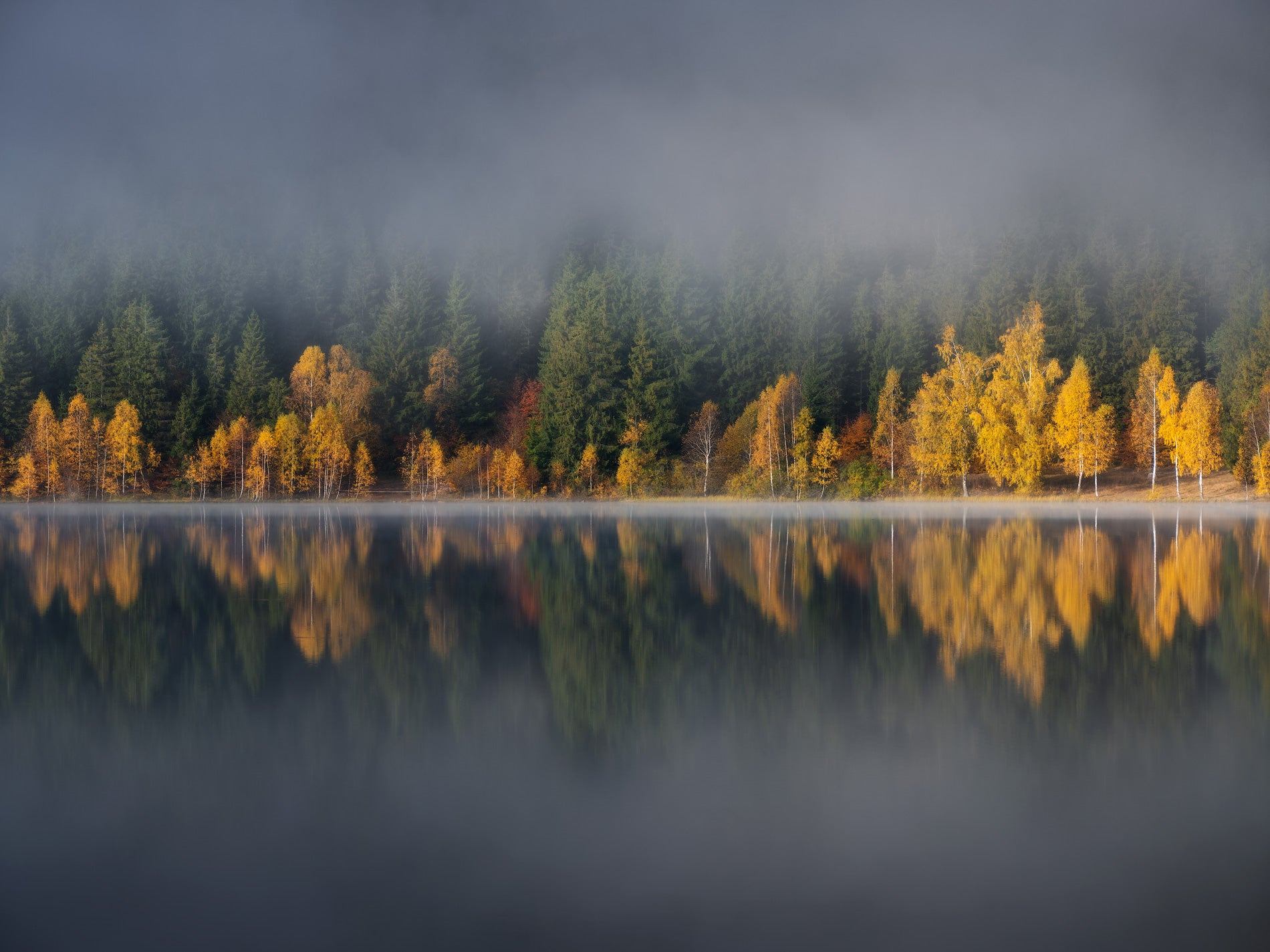 Forests Through the Fog featured opacity image
